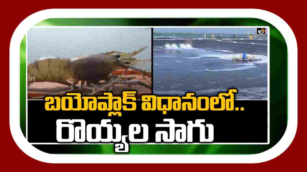 Aqua Farming : రొయ్యపిల్లల పెంపకానికి.. బయోసెక్యూరిటీ నర్సరీలు