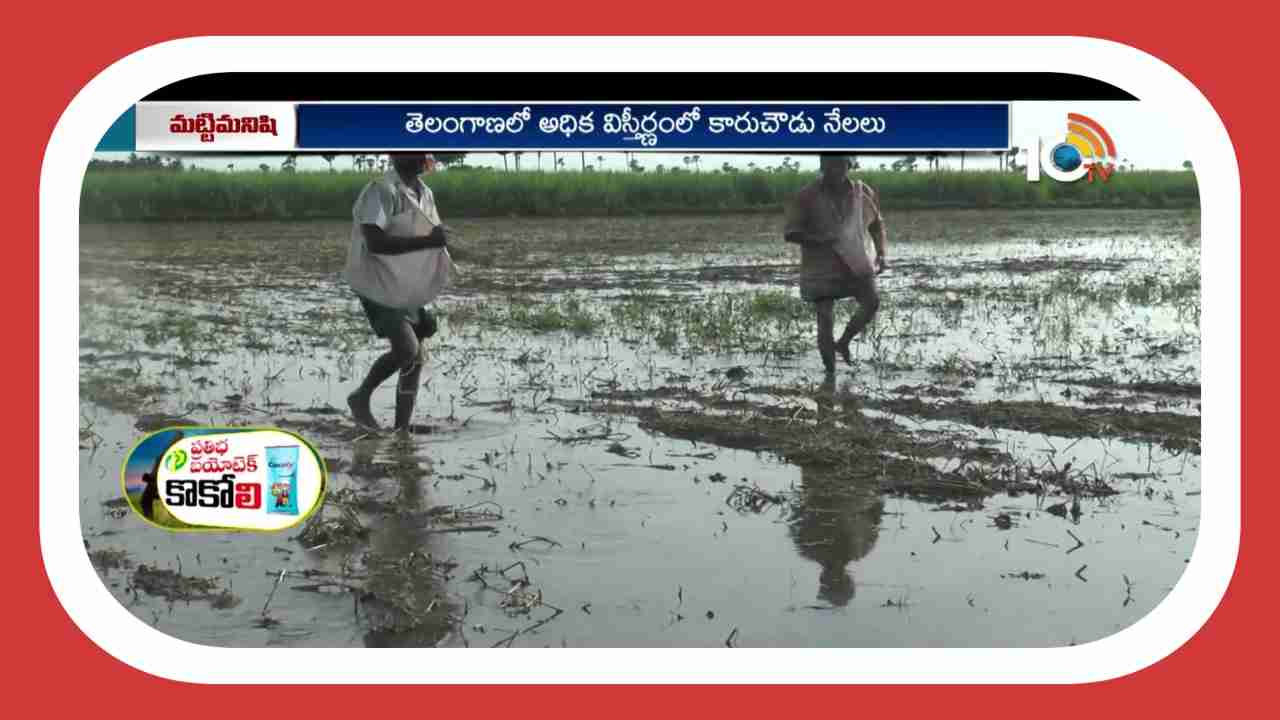 Arable Land : సాగుకు యోగ్యంగా చౌడుభూముల పునరుద్ధరణ.. సమగ్ర ఎరువుల యాజమాన్యం చేపడితే సత్ఫలితాలు