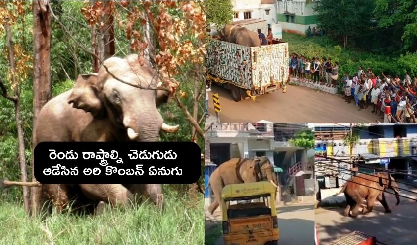 Arikomban Elephoent : ఎట్టకేలకు పట్టుబడ్డ అరి కొంబన్ ఏనుగు …