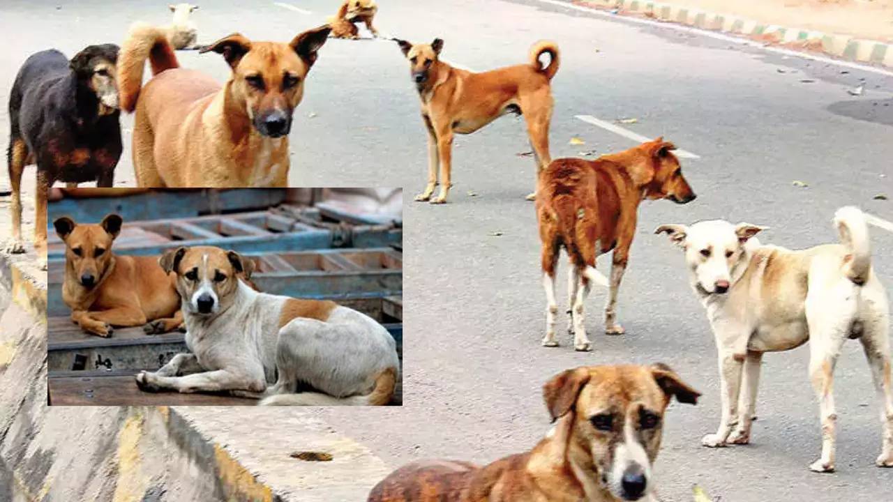 Stray Dogs : చెప్పులు ఎత్తుకెళ్లాయని కుక్కలకు కుటుంబ నియంత్రణ ఆపరేషన్ చేయించిన మాజీ మేయర్