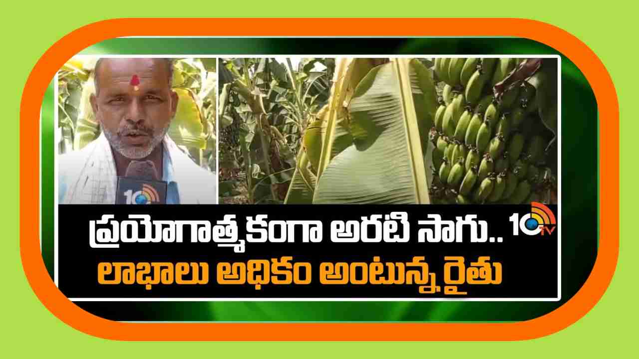 Banana Crop Cultivation : ప్రయోగాత్మకంగా అరటి సాగు.. లాభాలు అధికం అంటున్న రైతు
