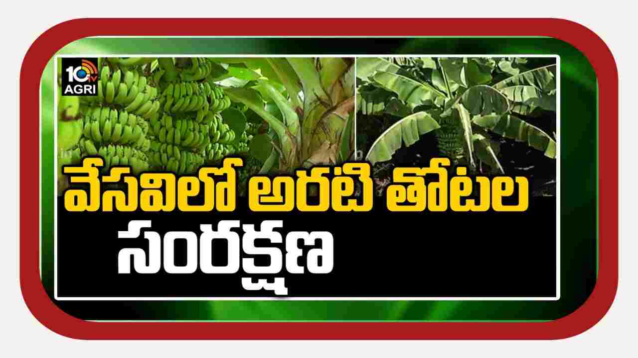 Banana Cultivation : వేసవిలో అరటి తోటల సంరక్షణ