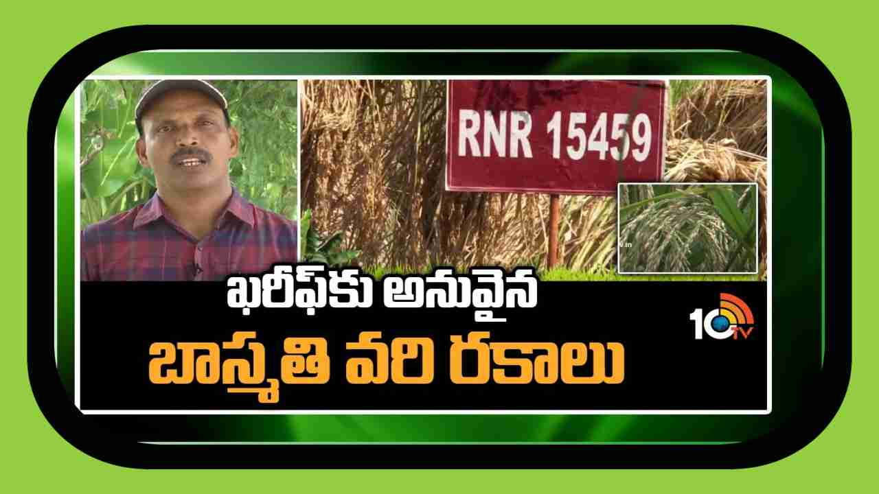Basmati Cultivation : ఖరీఫ్ కు అనువైన బాస్మతి వరి రకాలు