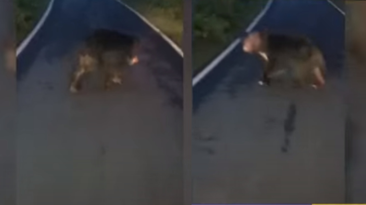 Srikakulam : పేషెంట్ ను తీసుకరావడానికి వెళ్తున్న అంబులెన్స్ ను అడ్డుకున్న ఎలుగుబంటి