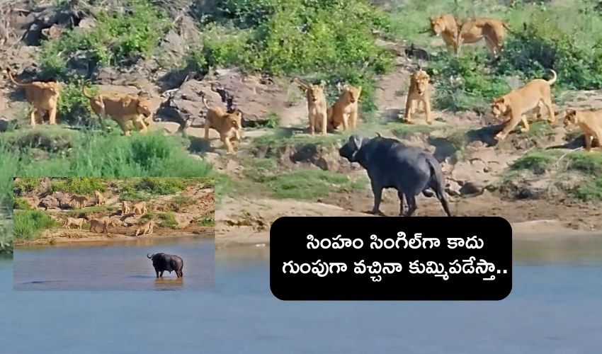 Buffalo fight On Lions : సింహం సింగిల్‌గా కాదు గుంపుగా వచ్చినా చుక్కలు చూపించిన గేదె..
