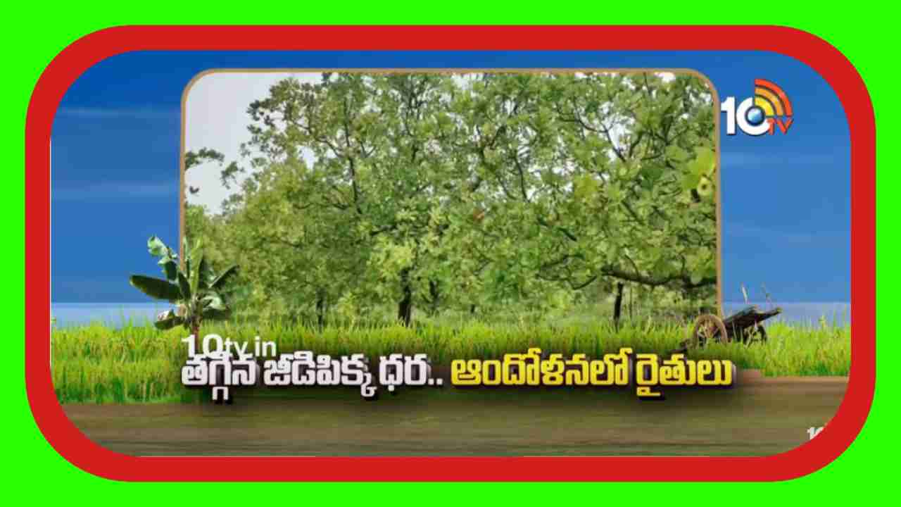 Cashew Nuts Price : తగ్గిన జీడిపిక్క ధర.. ఆందోళనలో రైతులు