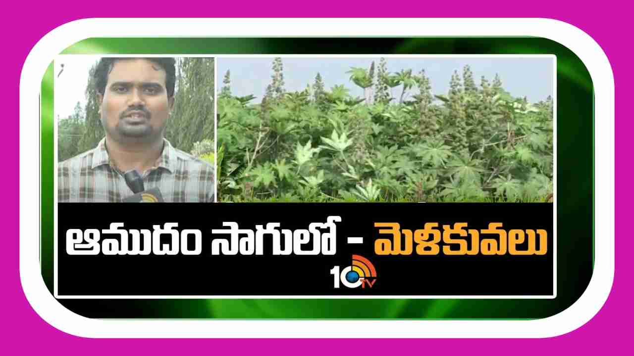 Castor Cultivation : వర్షధారంగా ఆముదం సాగు.. అధిక దిగుబడులకోసం మేలైన యాజమాన్యం