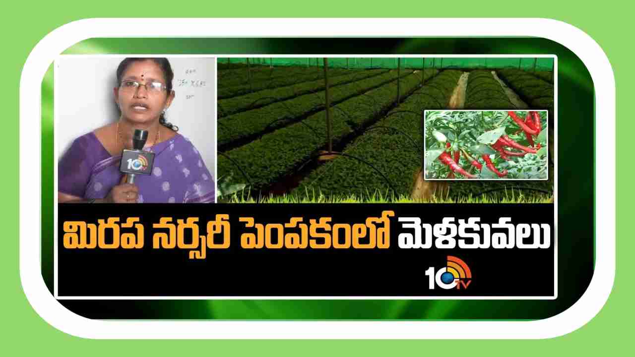 Chilli Nursery Management : నాణ్యమైన మిరప నారు కోసం నారుమడిలో మేలైన యాజమాన్య పద్ధతులు