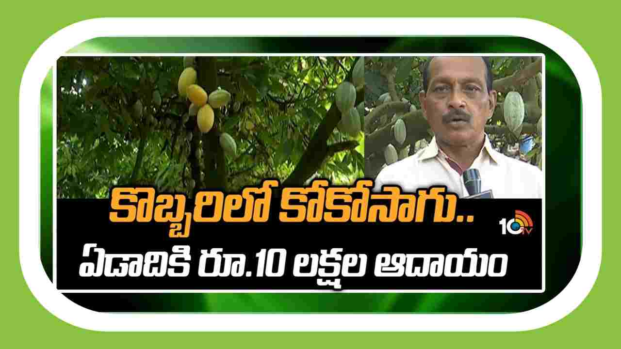 Cocoa Cultivation : కొబ్బరిలో అంతర పంటగా కోకో సాగు.. ఏడాదికి రూ. 10 లక్షల ఆదాయం