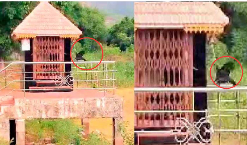 Crow Temple Ringing Bell : గుడికి వచ్చి గుడి గంట మోగిస్తున్న కాకి .. అదీ పూజలు జరగని రోజుల్లోనే..!!