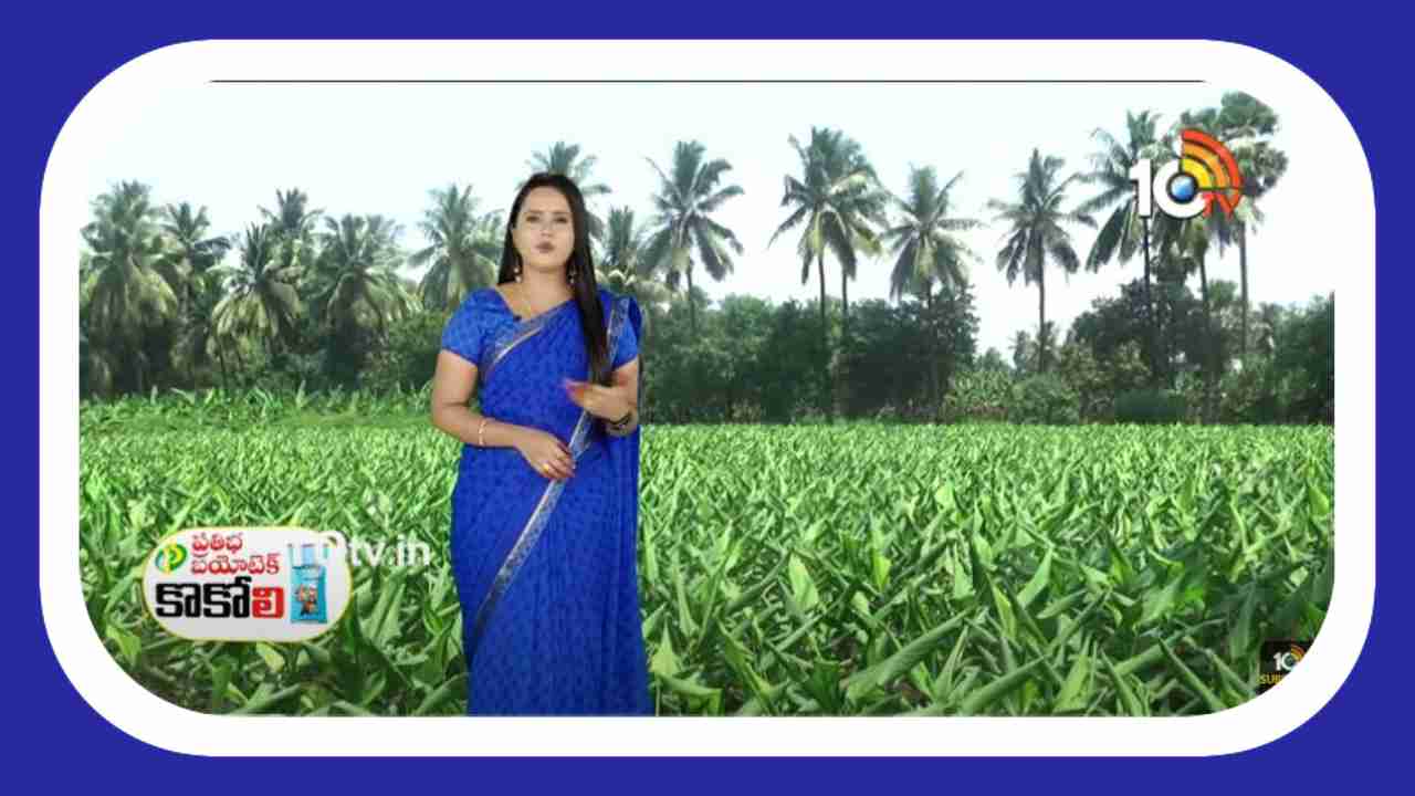 Cultivation of Turmeric : విశాఖ ఏజెన్సీలో వర్షాధారంగా పసుపు సాగు