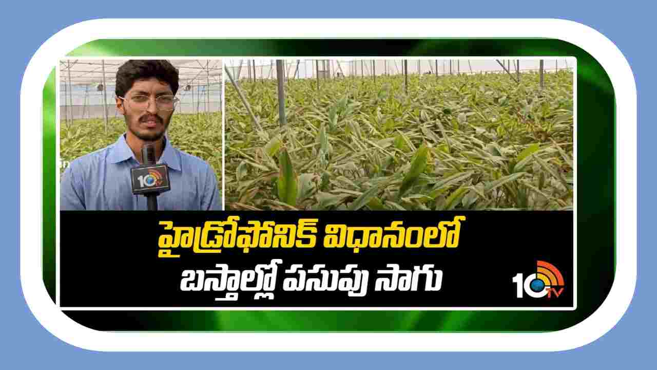 Cultivation Of Turmeric : హైడ్రోఫోనిక్ విధానంలో.. బస్తాల్లో పసుపు సాగు