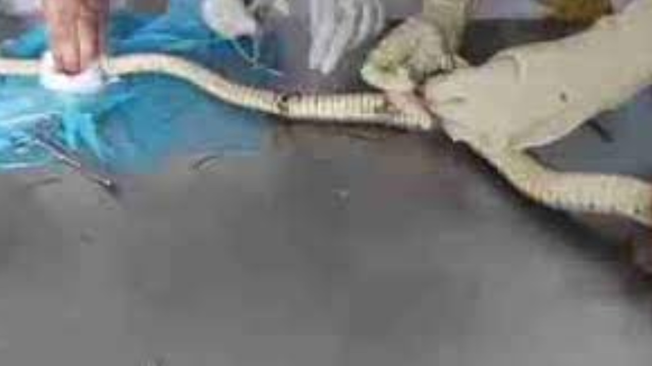 Karimnagar Doctors : గాయపడిన పామును ఆపరేషన్ చేసి బతికించిన వైద్యులు