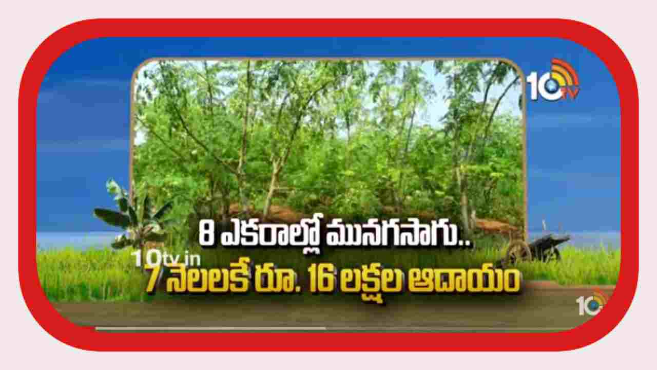 Munaga Sagu : 8 ఎకరాల్లో మునగసాగు.. 7 నెలలకే రూ. 16 లక్షల ఆదాయం