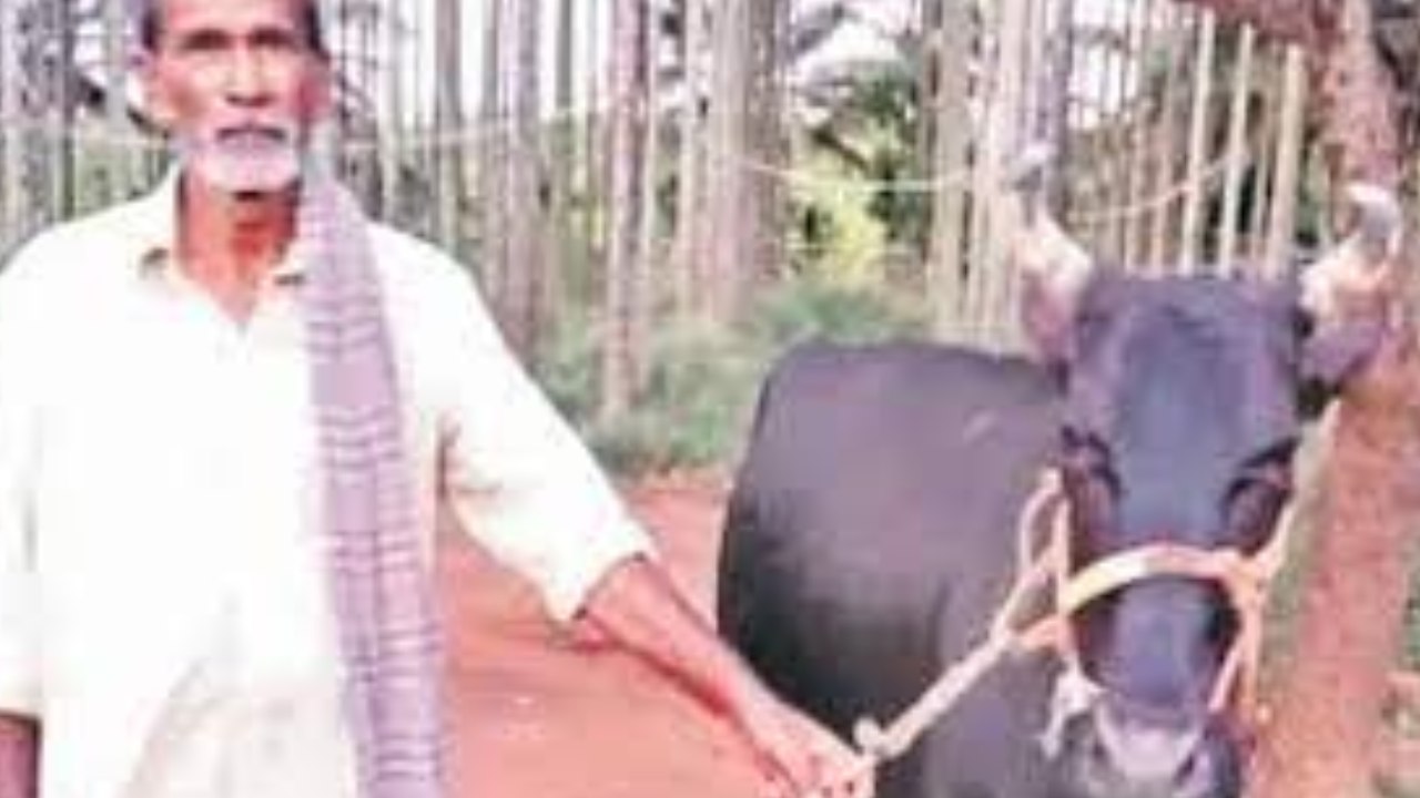 Karnataka : చిరుత దాడి నుంచి యజమానిని కాపాడిన ఆవు, శునకం