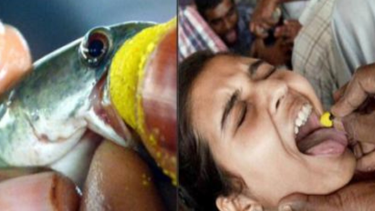 హైదరాబాద్‌లో చేప ప్రసాదం పంపిణీకి డేట్స్‌ ఫిక్స్‌.. రెడీగా ఉండండి..