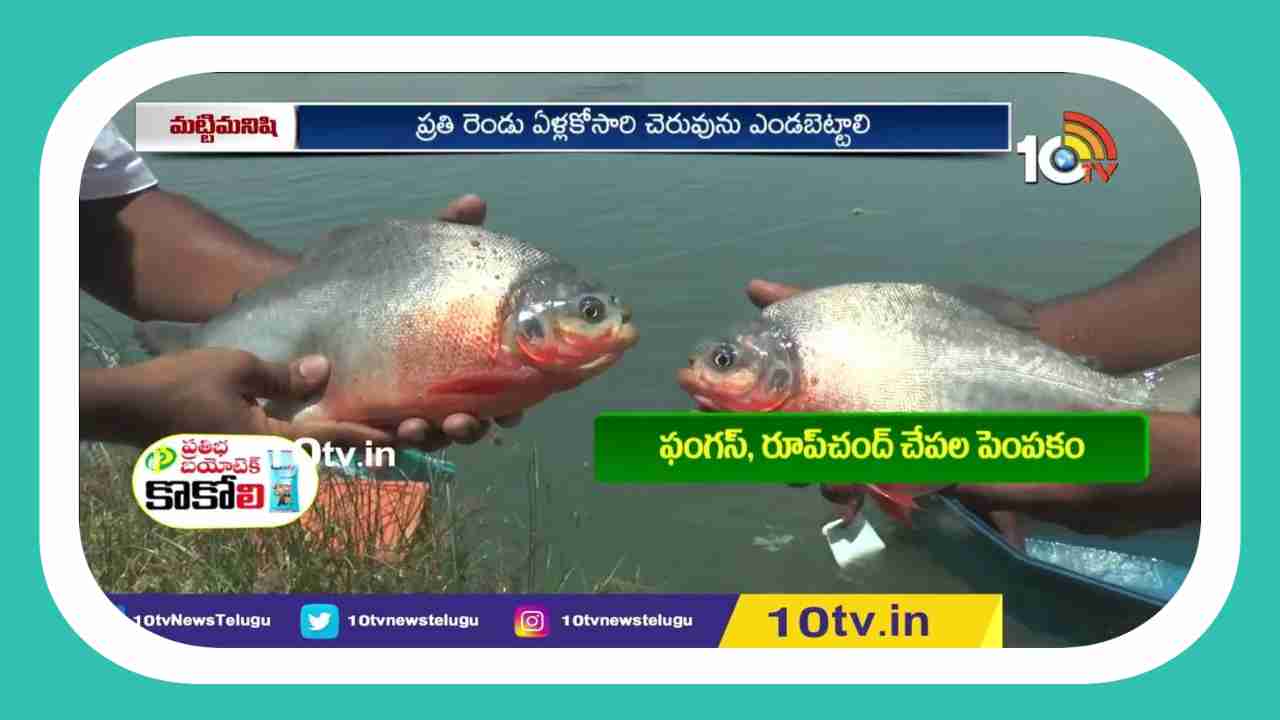 Fish Production : అపోలోఫిష్ , రూప్ చంద్ చేపపిల్లల ఉత్పత్తి