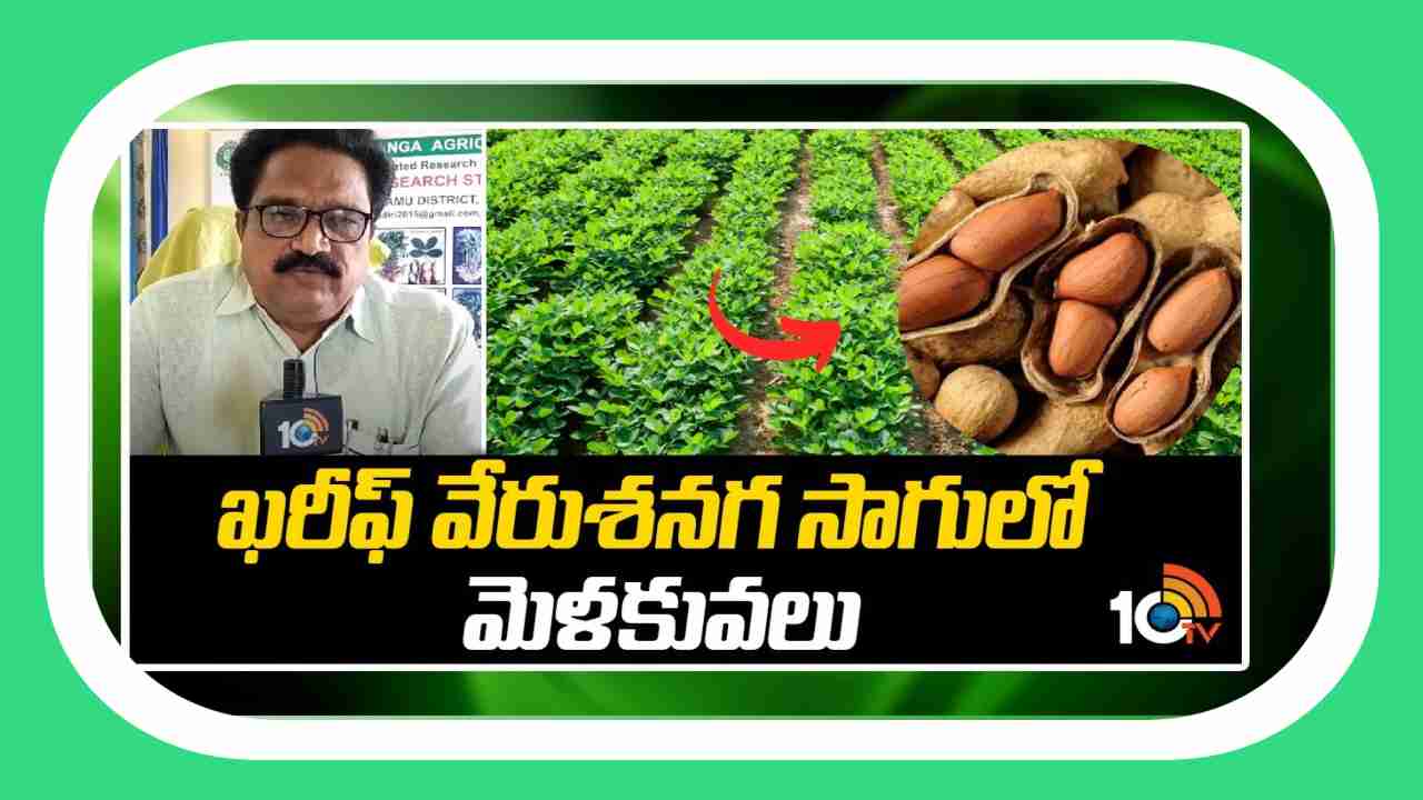 Groundnut Cultivation : వేరుశనగ సాగులో యాజమాన్యం.. అధిక దిగుబడుల కోసం శాస్త్రవేత్తల సూచనలు, సలహాలు