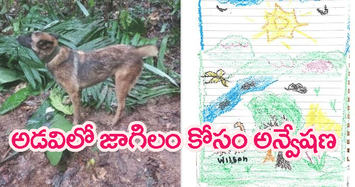 Amazon jungle Search On For Heroic Dog: కారడవుల్లో పిల్లలను రక్షించి.. తప్పిపోయిన వీరోచిత జాగిలం.. ఎక్కడ ఉందో!