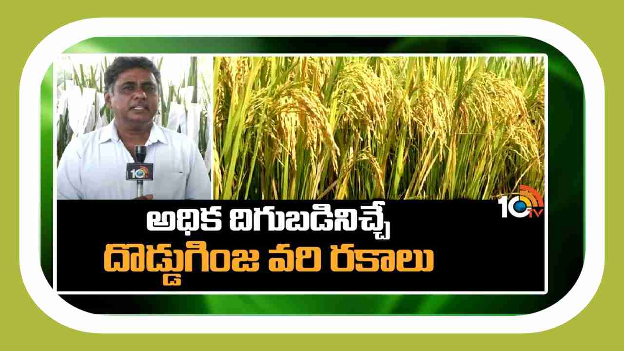 High Yield Rice Crops : అధిక దిగుబడినిచ్చే దొడ్డుగింజ వరి రకాలు