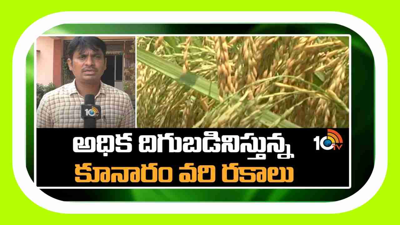 Kunaram Rice Varieties : ఖరీఫ్ కు అనువైన కూనారం పరిశోధనా స్థానం వరి రకాలు.. ఎకరాకు 40 నుండి  45 బస్తాల దిగుబడి