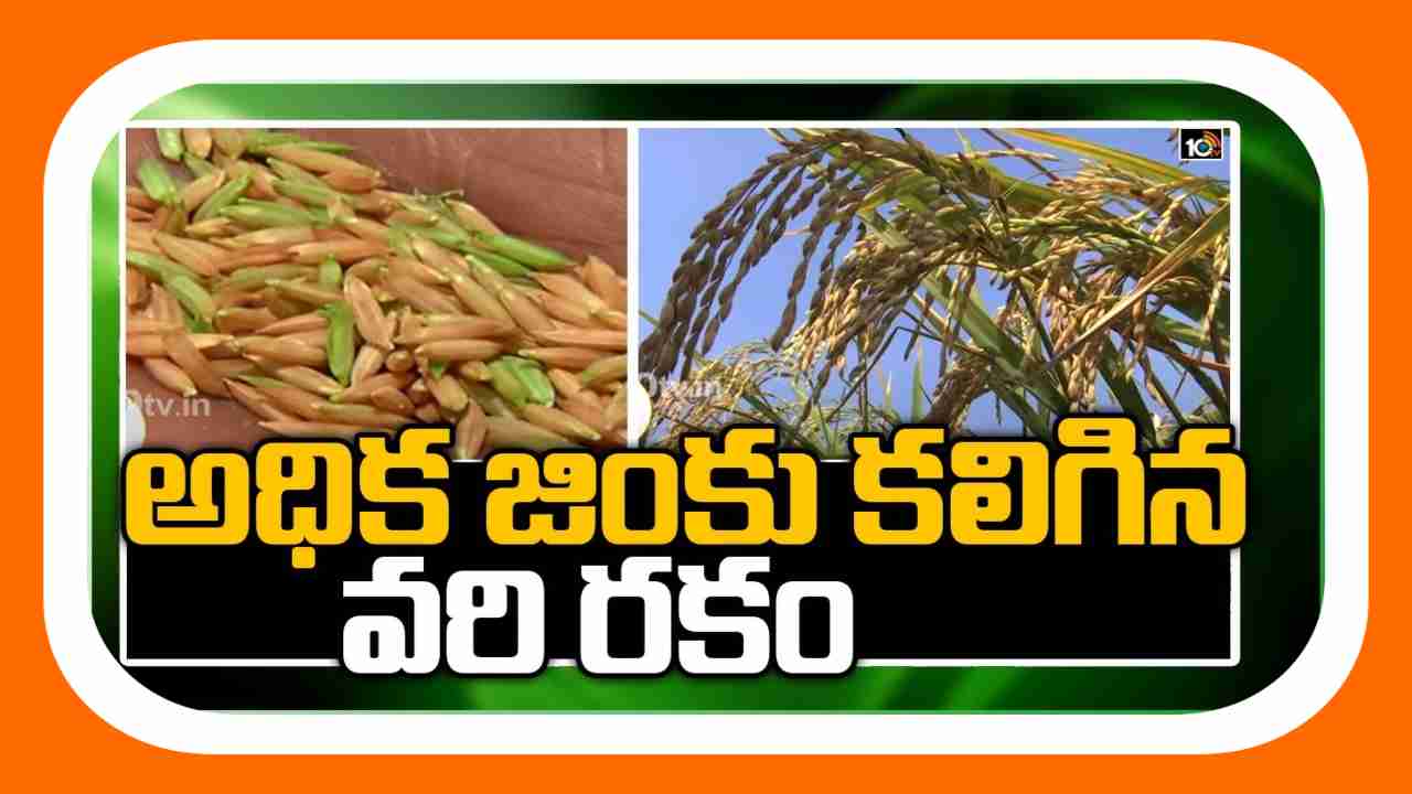 High Yielding Rice Variety : డయాబెటిక్ ఫ్రెండ్లీ రైస్.. డి.ఆర్.ఆర్ ధాన్-45, ఇంఫ్రూవుడ్ సాంబమషూరి