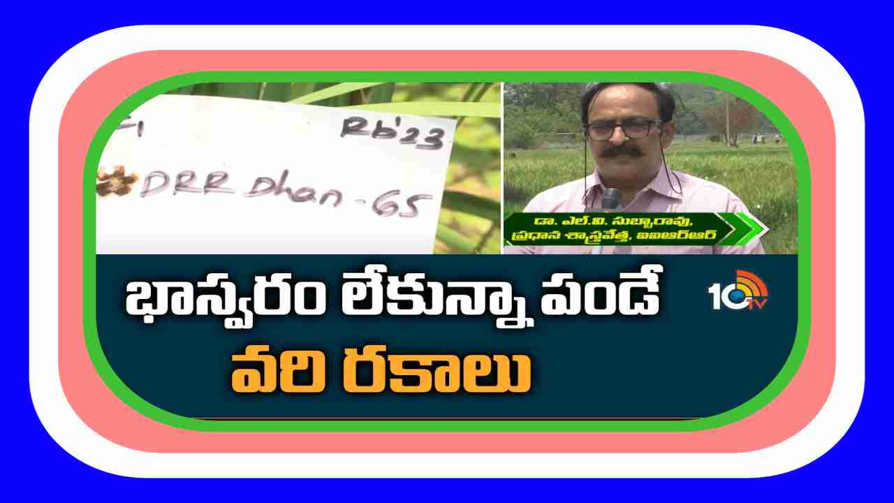 High Yielding Rice : భాస్వర శాతం తక్కువగా ఉన్న అధిక దిగుబడినిచ్చే వరి రకాలు