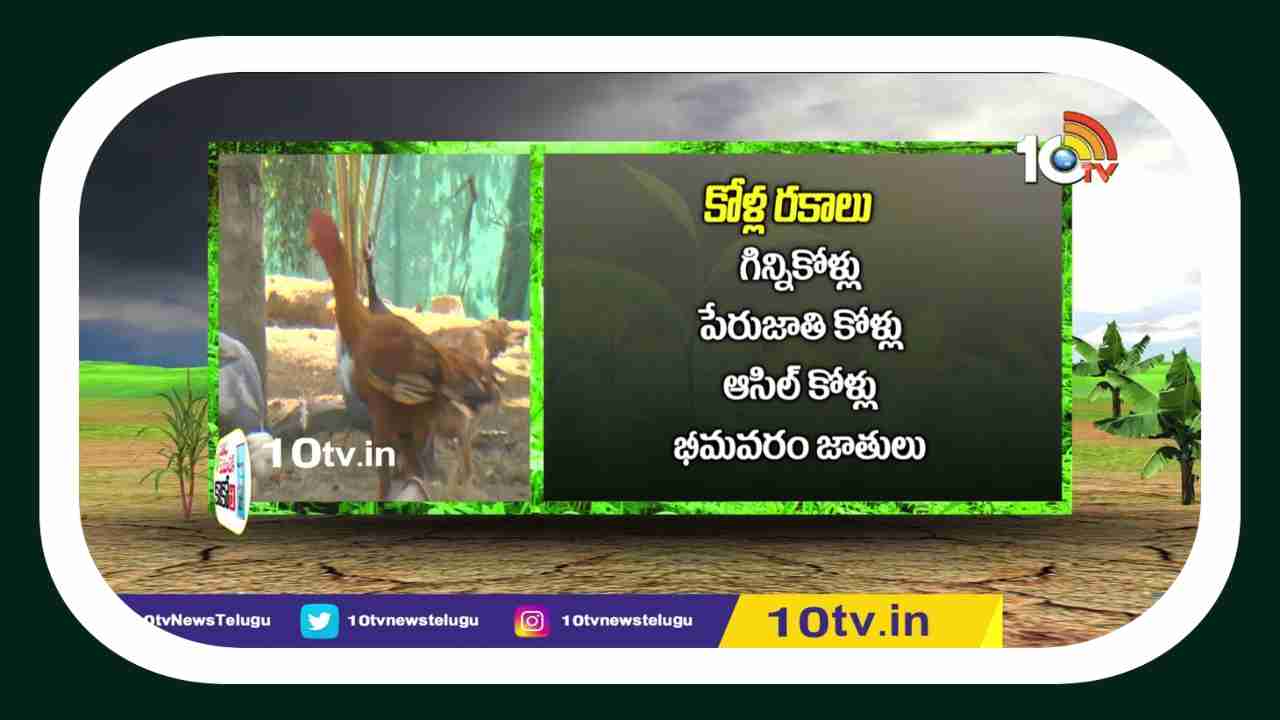 Integrated Farming : ప్రణాళిక బద్ధంగా సమీకృత వ్యవసాయం.. కొబ్బరితో పాటు చేపలు , కోళ్లు  పెంపకం