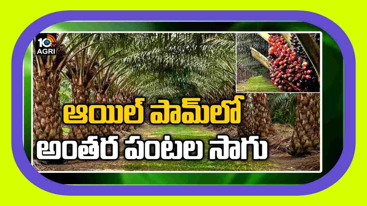 Intercropping In Oil Palm : పామాయిల్ లో అంతర పంటగా బొప్పాయి, పుచ్చసాగు