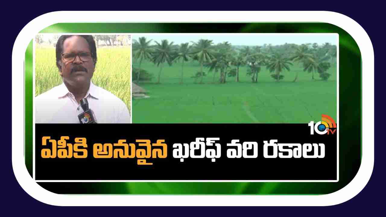 Kharif Rice Varieties : ఏపికి అనువైన ఖరీఫ్ వరి రకాలు