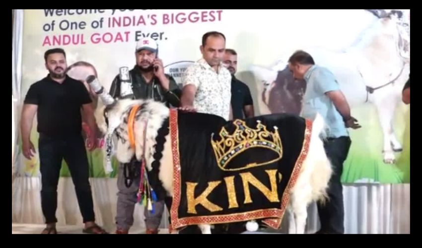 Kota Goat : ఈ మేక బరువు 176 కిలోలు .. ధర అక్షరాలా రూ.12 లక్షలు!