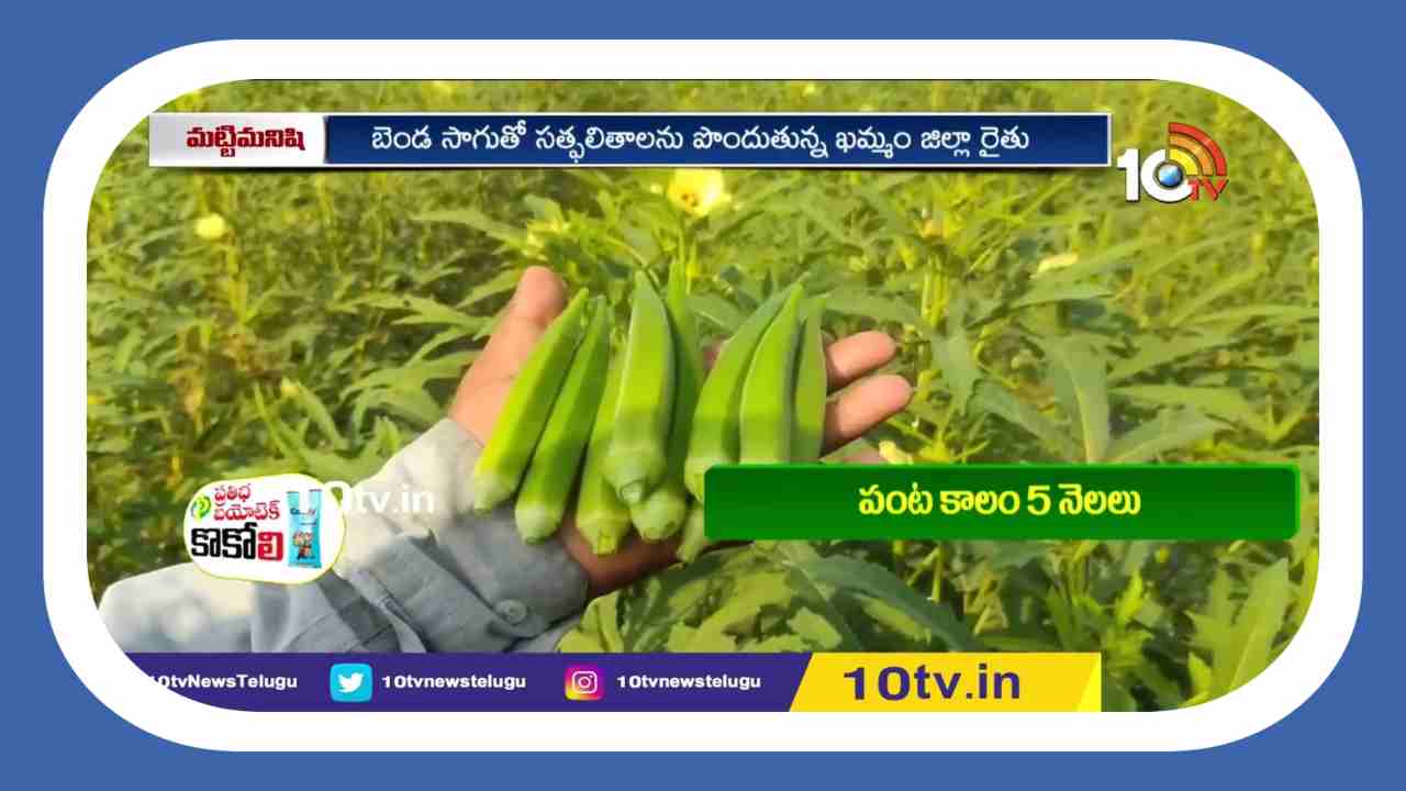 Lady Fingers Cultivation : బెండసాగుతో.. రైతులకు లాభాలు అధికం