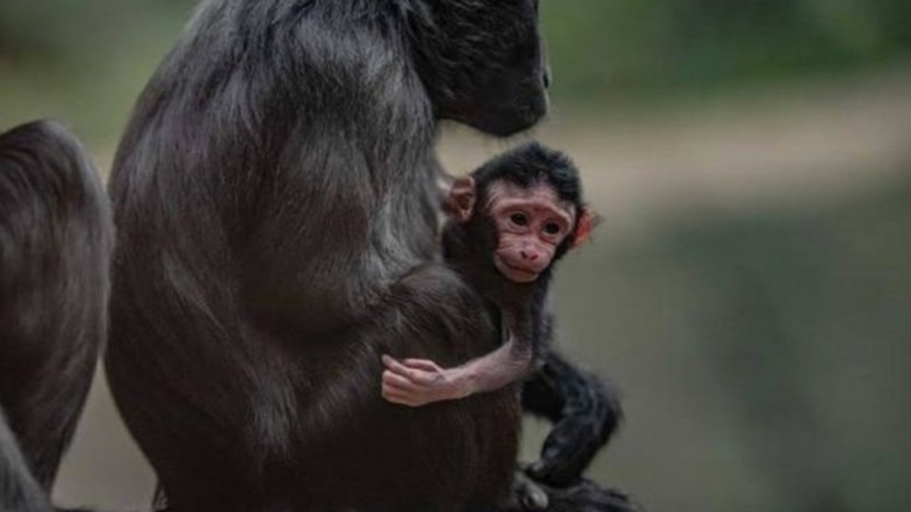 Macaque Monkey : అరుదైన మకాక్ జాతి కోతి పిల్ల.. బ్రిటన్ చెస్టర్ జూలో జననం