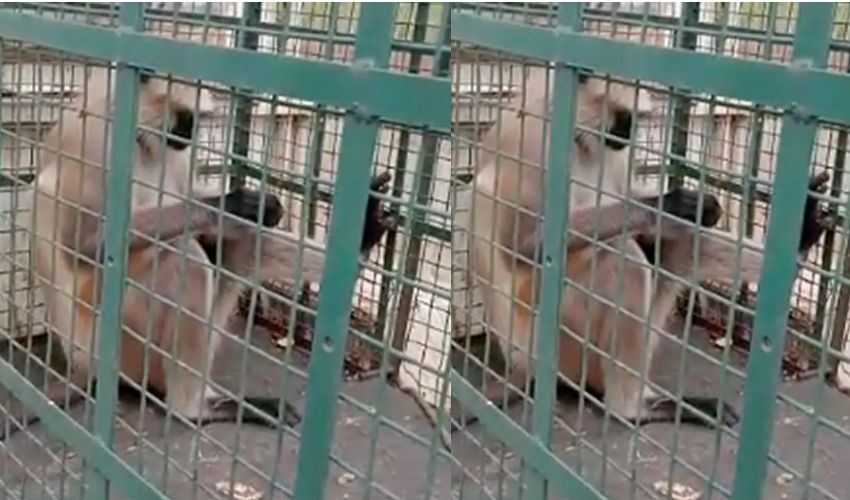 ‘Most Wanted Monkey : కంత్రీ కోతి .. పట్టుకున్నందుకు రూ.21,000 వేలు బహుమతి