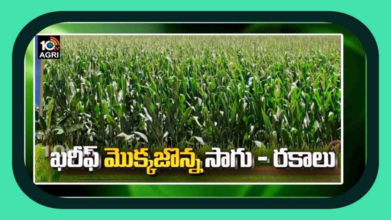 Cultivation Of Maize : తెలంగాణలో అధిక విస్తీర్ణంలో మొక్కజొన్న సాగు.. ఖరీఫ్ లో అధిక దిగుబడినిచ్చే మేలైన రకాలు