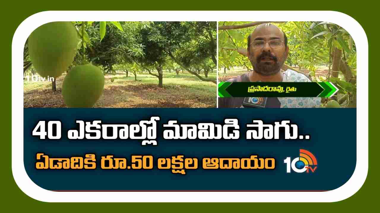 Mango Farming : 40 ఎకరాల్లో మామిడి సాగు.. ఏడాదికి రూ. 50 లక్షల నికర ఆదాయం