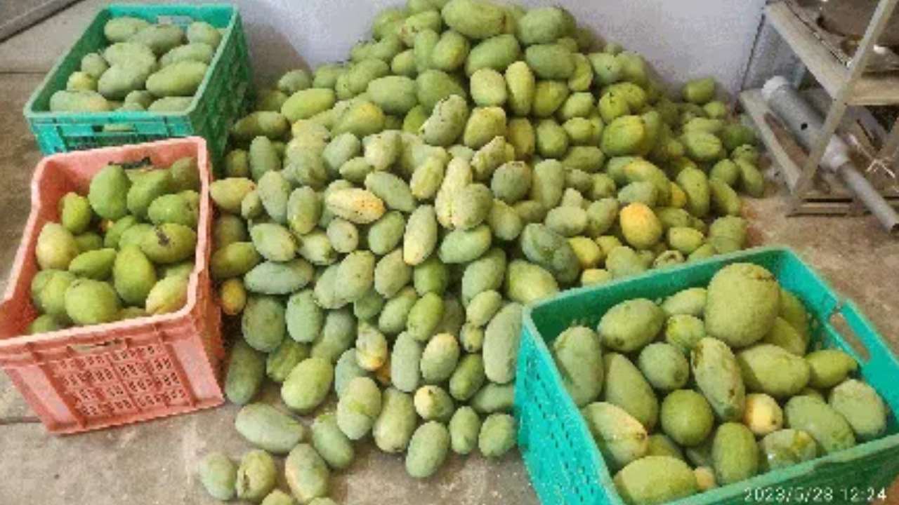 Mangoes : కిలో రూ.2.5 లక్షలు విలువైన మామిడి పండ్లు చోరీ.. పండ్ల ఫొటోలను సోషల్ మీడియాలో షేర్ చేసిన కొద్దిసేపటికే