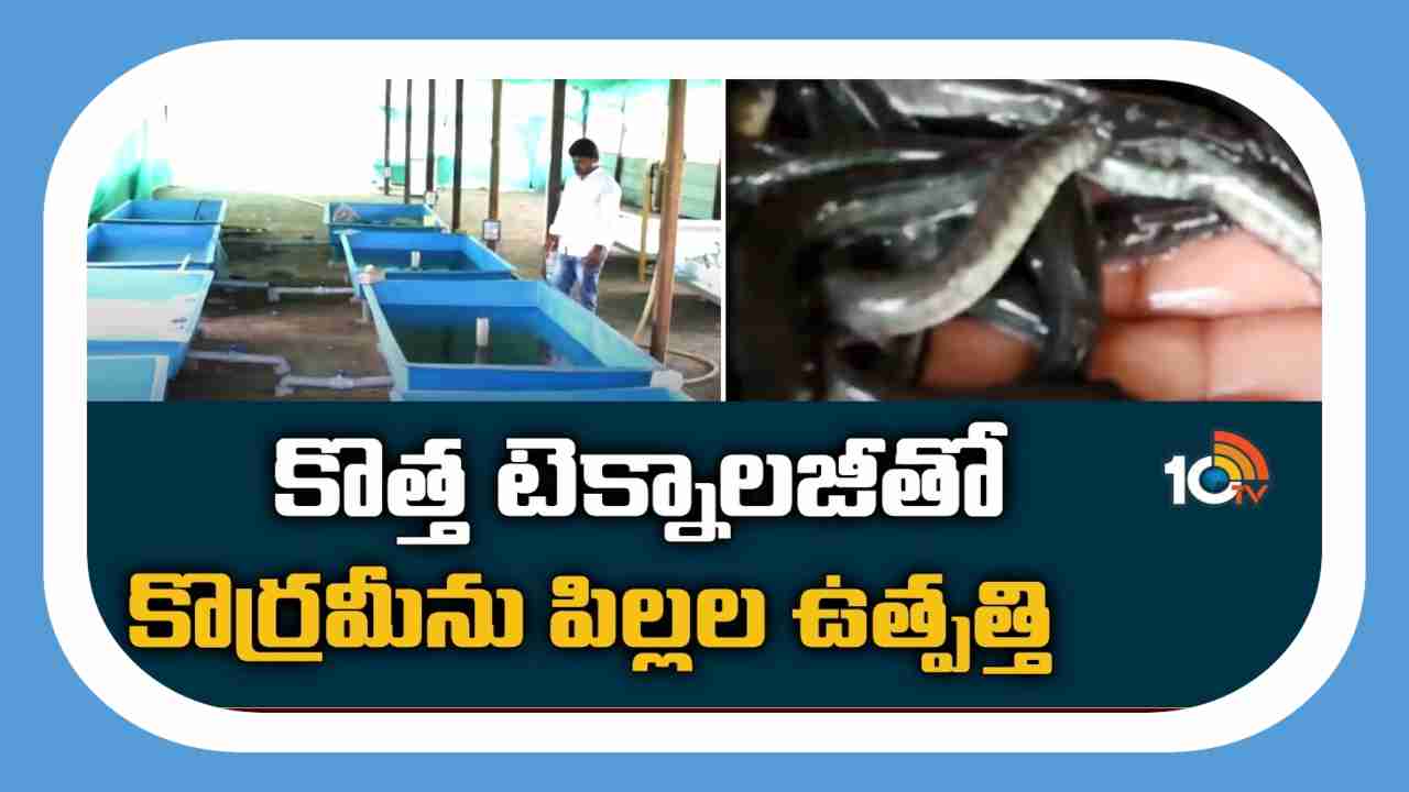 Murrel Fish Seed Production : నూతన టెక్నాలజీలో..  కొర్రమేను పిల్లల ఉత్పత్తి