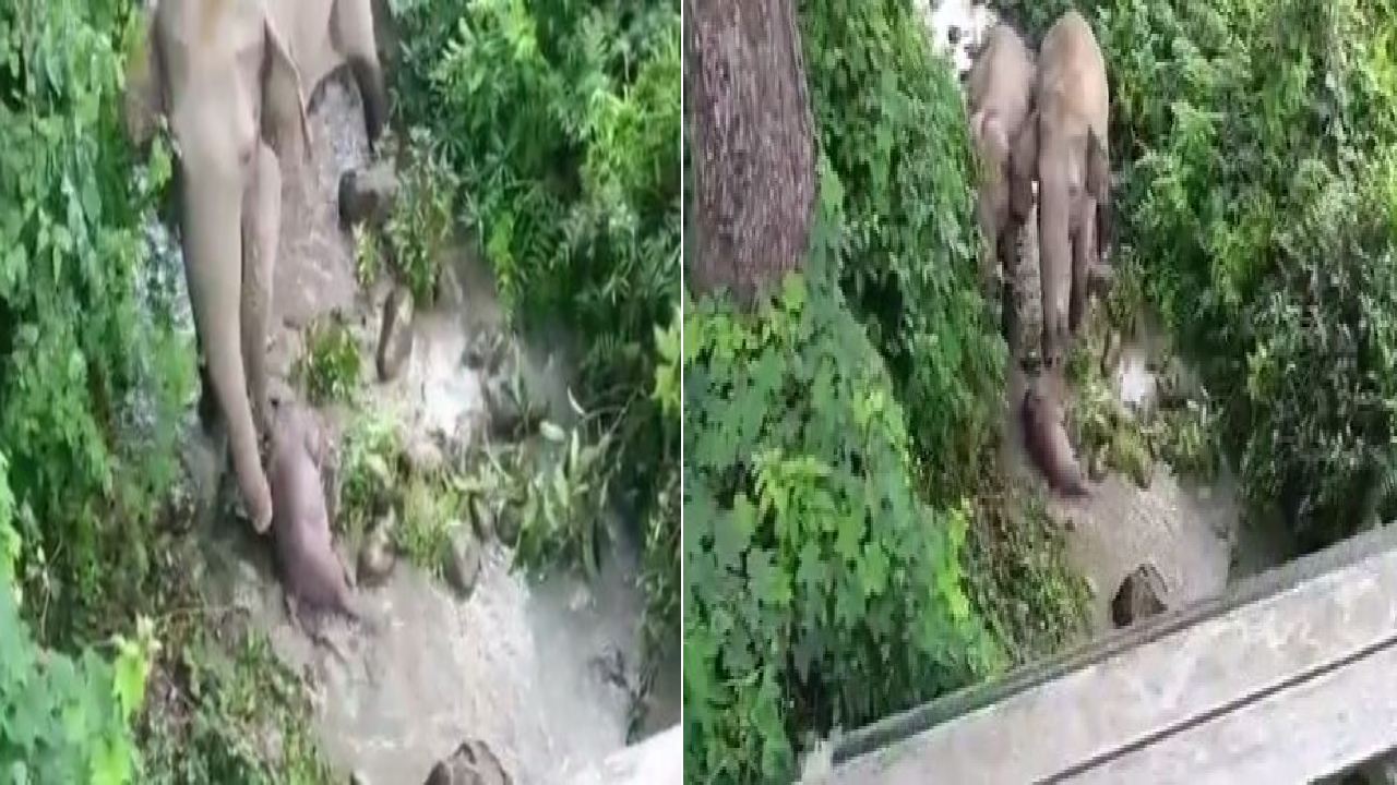 Eephant emotional video : చనిపోయిన బిడ్డను బ్రతికించడానికి ఏనుగు ప్రయత్నం.. అస్సాంలో కన్నీరు పెట్టిస్తున్న వీడియో