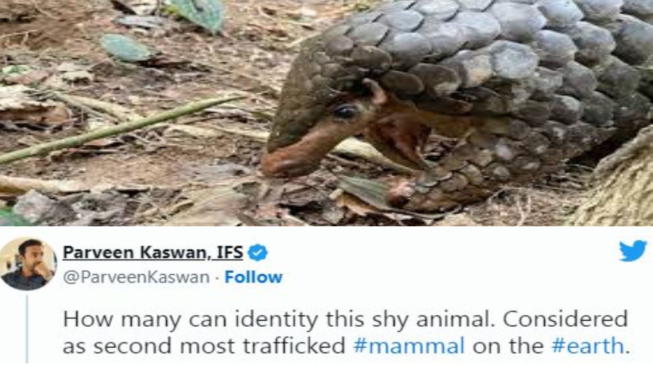 IFS officer Parveen Kaswan : సిగ్గుపడే జంతువుని చూసారా?.. IFS ఆఫీసర్ పర్వీన్ కస్వాన్ షేర్ చేశారు చూడండి..