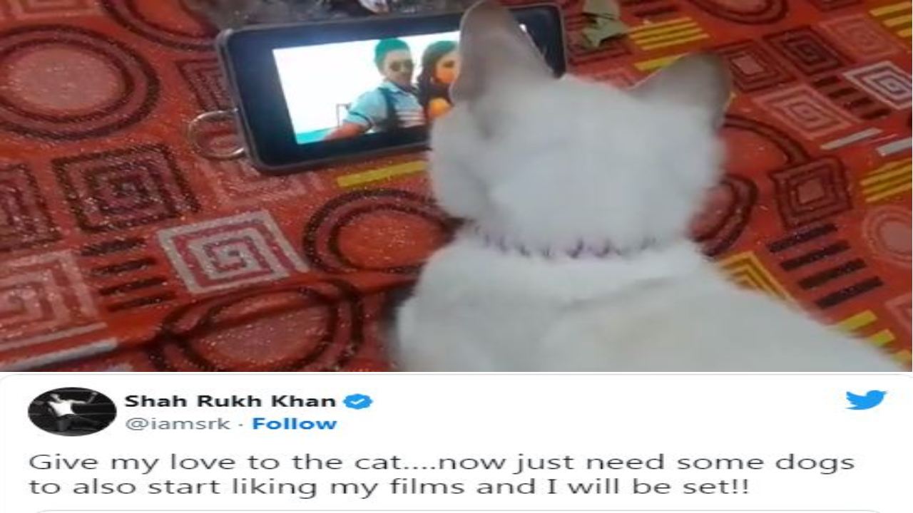 Shah Rukh Khan : షారూఖ్ పాటను చూస్తూ ఎంజాయ్ చేసిన పిల్లి.. రెస్పాండ్ అయిన షారూఖ్ ఖాన్