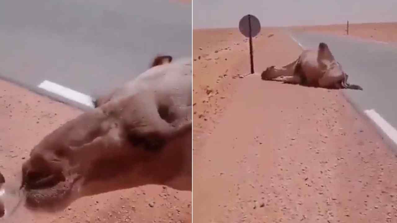 Viral Video: ఒంటెకు నీళ్లు ఇచ్చి.. దాని ప్రాణాలు కాపాడి..