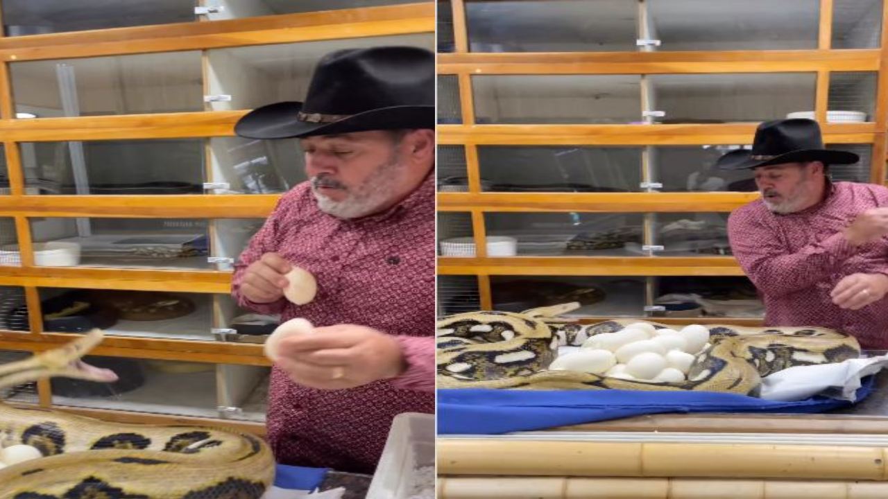 Python fight with man : గుడ్లు తీయబోయిన వ్యక్తిని కాటేయడానికి ప్రయత్నించిన కొండచిలువ .. వణుకు పుట్టించిన వీడియో