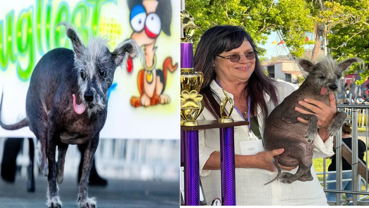 Worlds Ugliest Dog 2023 : ప్రపంచంలోనే అంద వికారమైన శునకంగా గెలుపొందిన ‘స్కూటర్’ అనే డాగ్