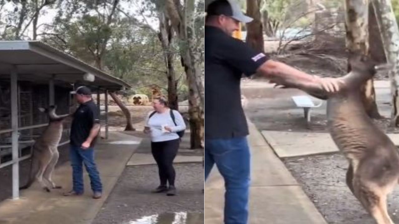 Australia : కంగారూ నుండి మహిళను రక్షించాడు.. ఆ తరువాత కంగారూ అతడికి చుక్కలు చూపించింది