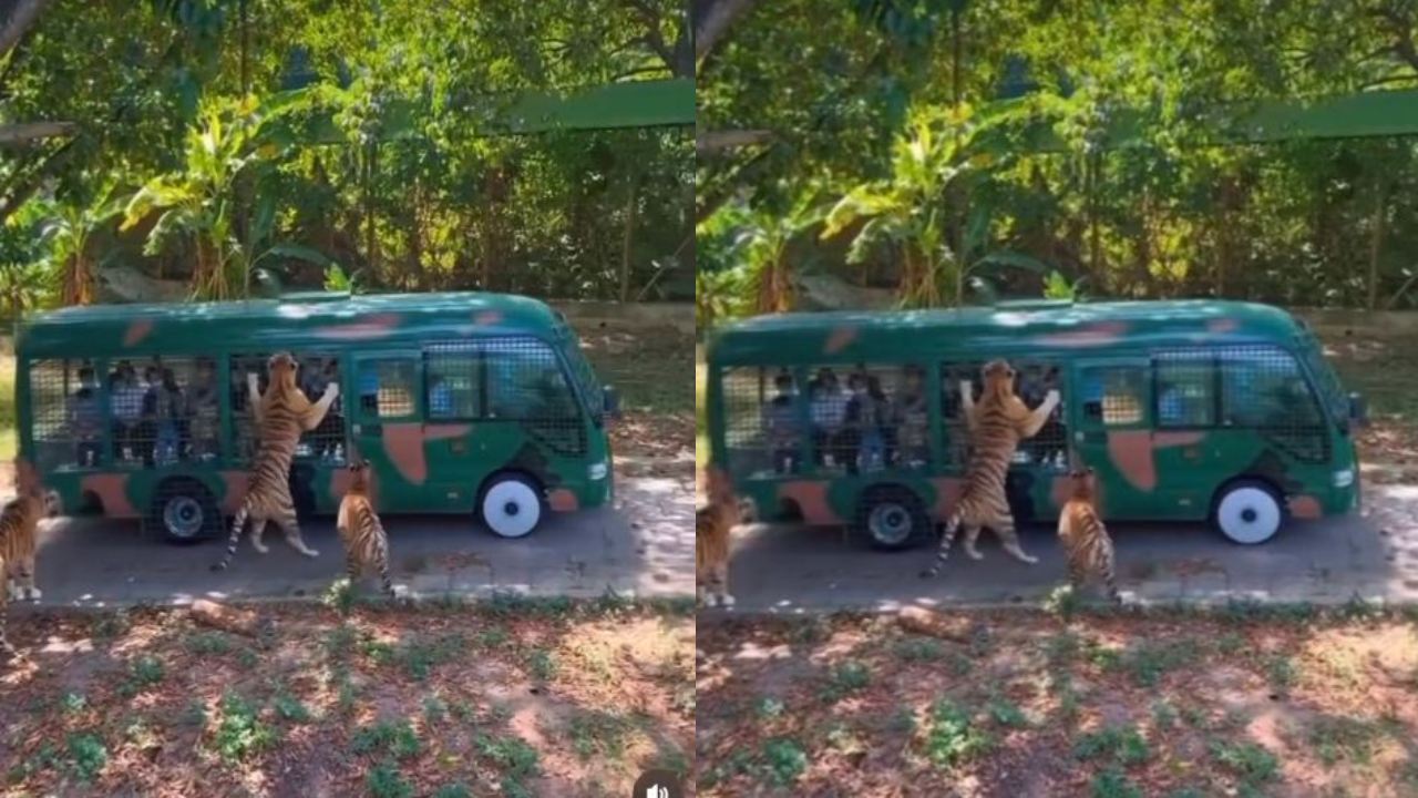 Tigers attacked a tourist bus : టూరిస్టు బస్సును వెంబడించిన పులులు.. వణుకు పుట్టించే వీడియో
