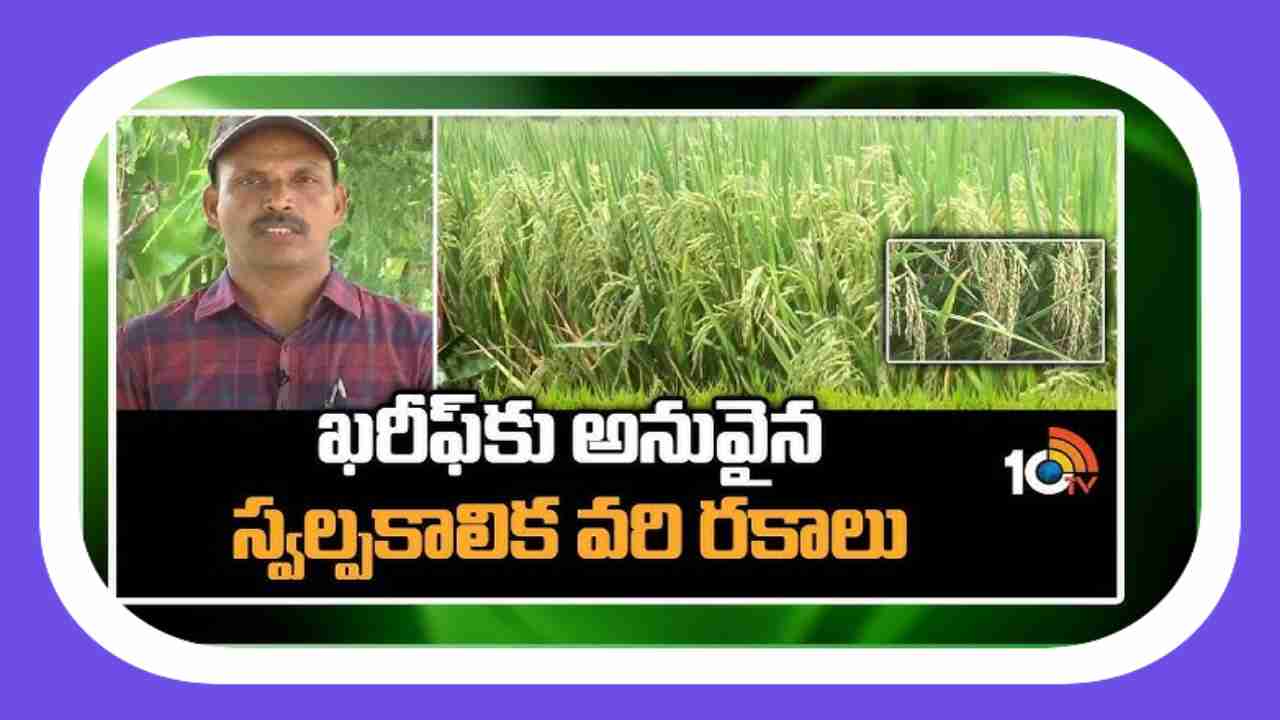Short Duration Rice Varieties : ఖరీఫ్ కు అనువైన స్వల్పకాలిక వరి రకాలు