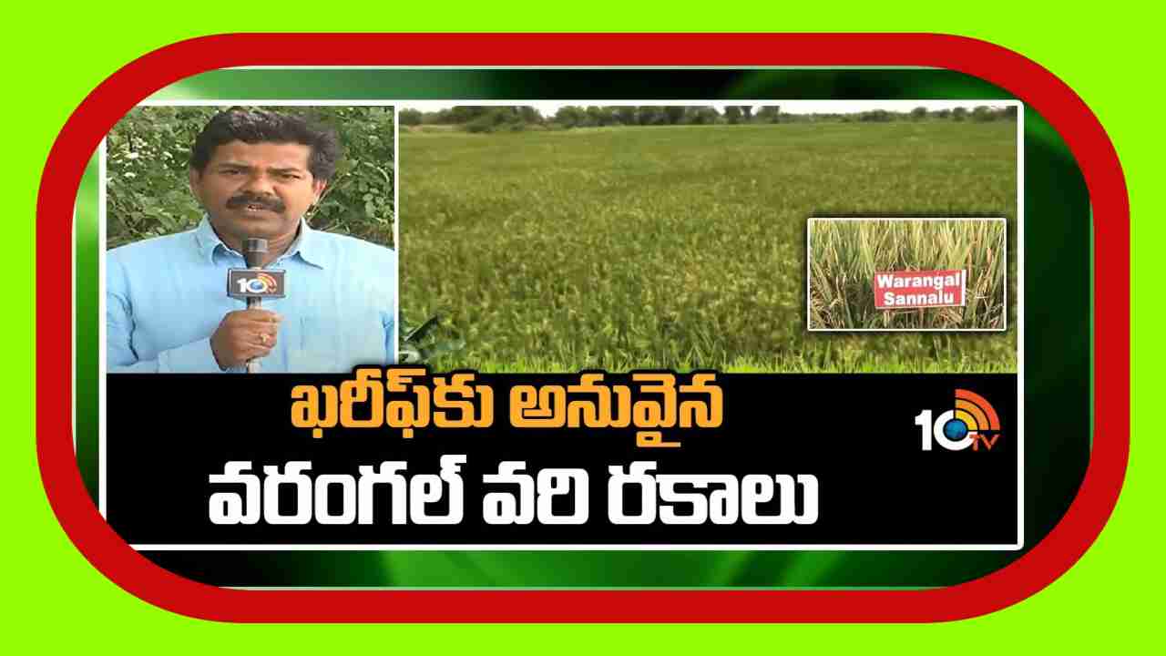 Paddy Varieties : ఖరీఫ్ కు అనువైన వరంగల్ వరి రకాలు