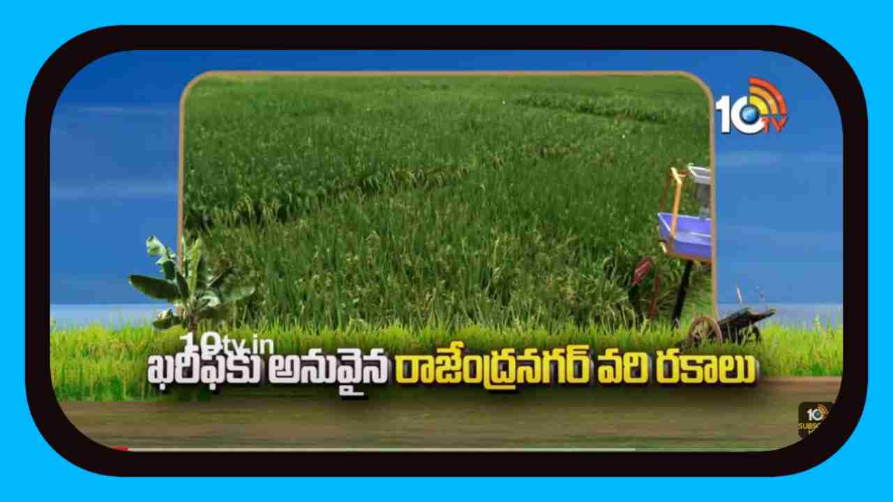 Pady Crop Cultivation : ఖరీఫ్ కు అనువైన రాజేంద్రనగర్ వరి రకాలు