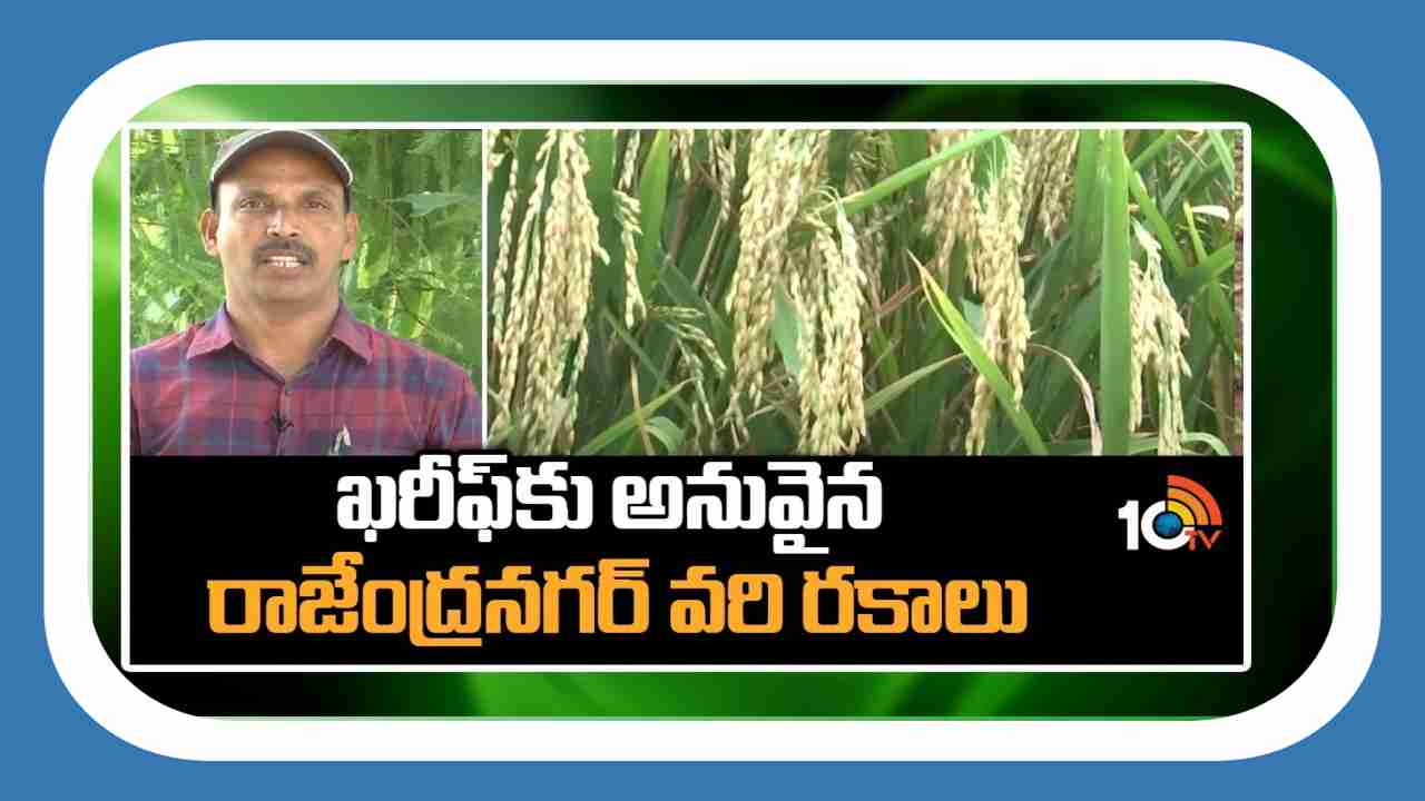 High Yielding Rice Varieties : ఖరీఫ్ కు అనువైన వరి రకాలు.. ఎకరాకు 50 బస్తాల దిగుబడి